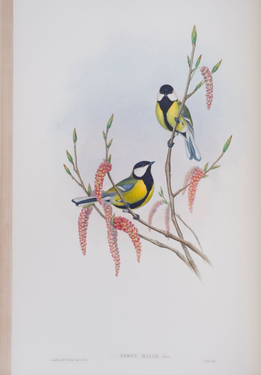 Parus Major, deska z The Birds of Great Britain od Johna Goulda, vydaná 1862-73 (ručně kolorované lito) od John Gould