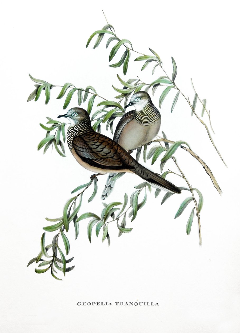 Holubice mírumilovná, ptáci z Austrálie, rytina z knihy Johna Goulda (1804-1881) "Tropické ptactvo" od John Gould