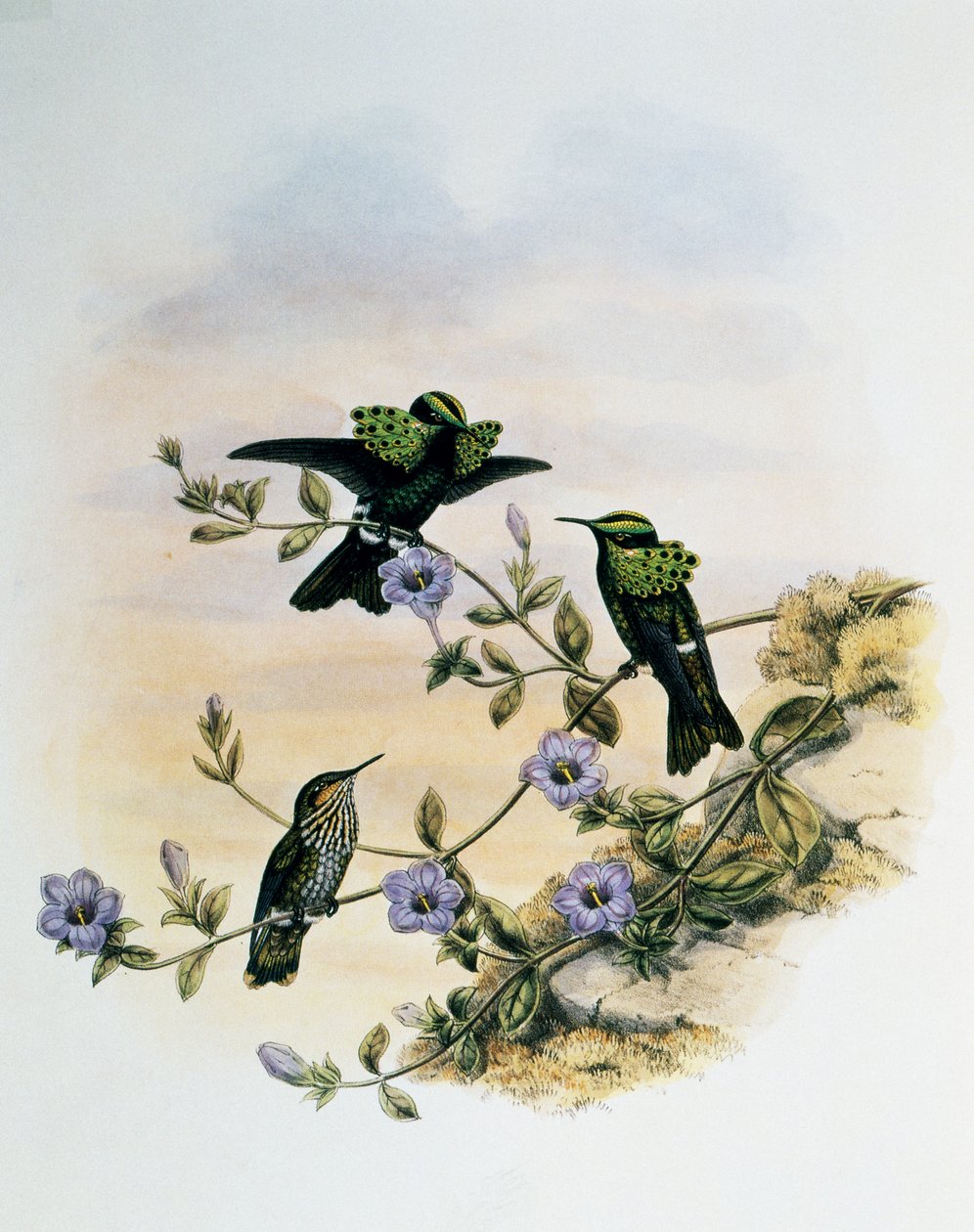 Paví koketa (Lophornis pavoninus), rytina z Monografie Trochilidae nebo kolibříků (1849-1861), John Gould (1804-1881), Spojené království od John Gould