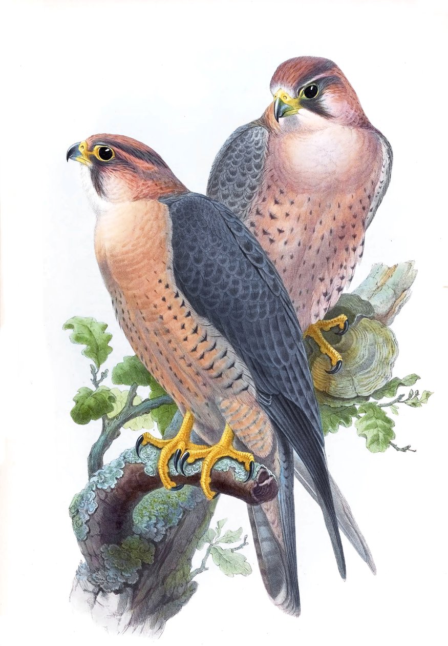 Sokol stěhovavý, (sokol červený) Falco peregrinus babylonicus Sclater od John Gould