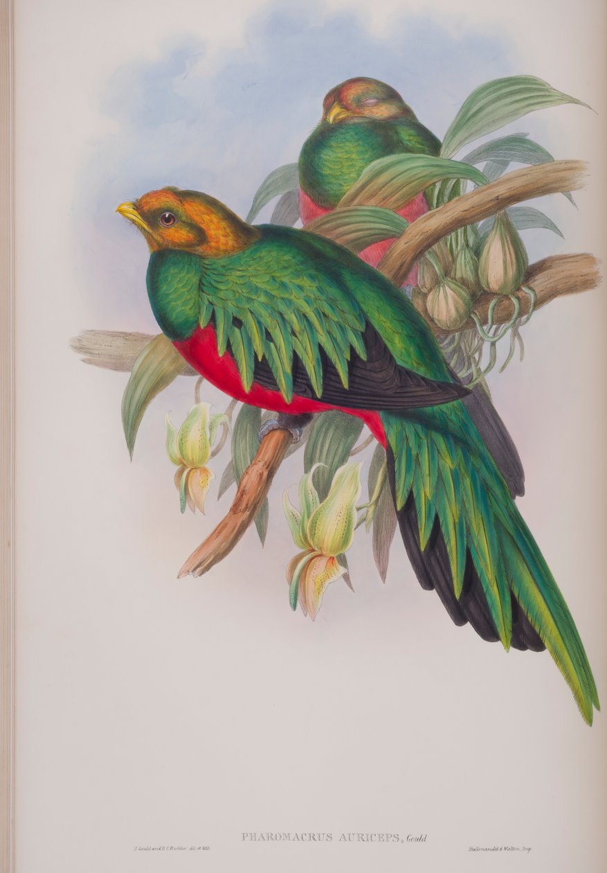 Pharomacrus Auriceps, deska z The Birds of Great Britain od Johna Goulda, vydaná 1862-73 (ručně kolorované lito) od John Gould