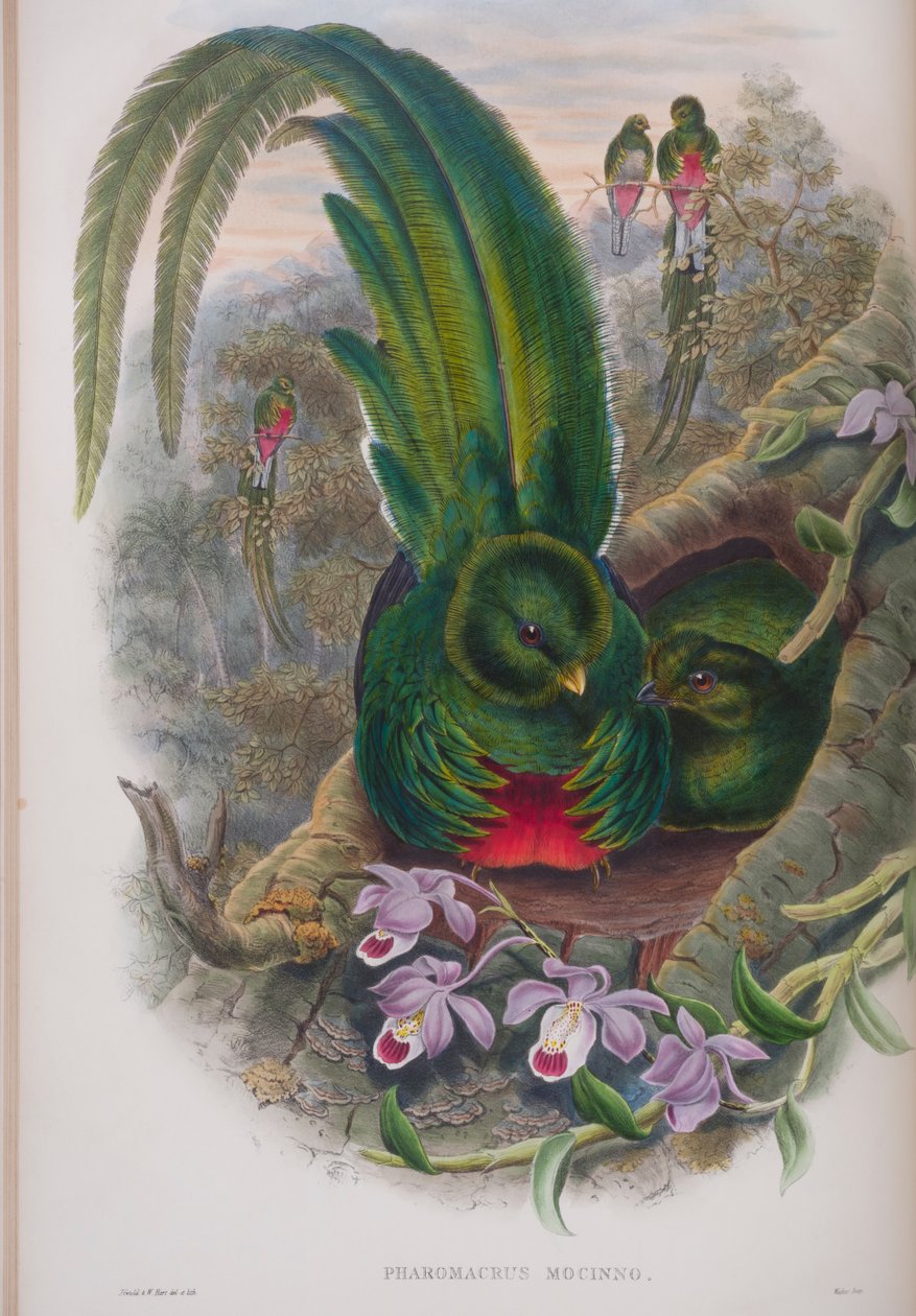 Pharomacrus Mocinno, deska z The Birds of Great Britain od Johna Goulda, vydaná 1862-73 (ručně kolorované lito) od John Gould