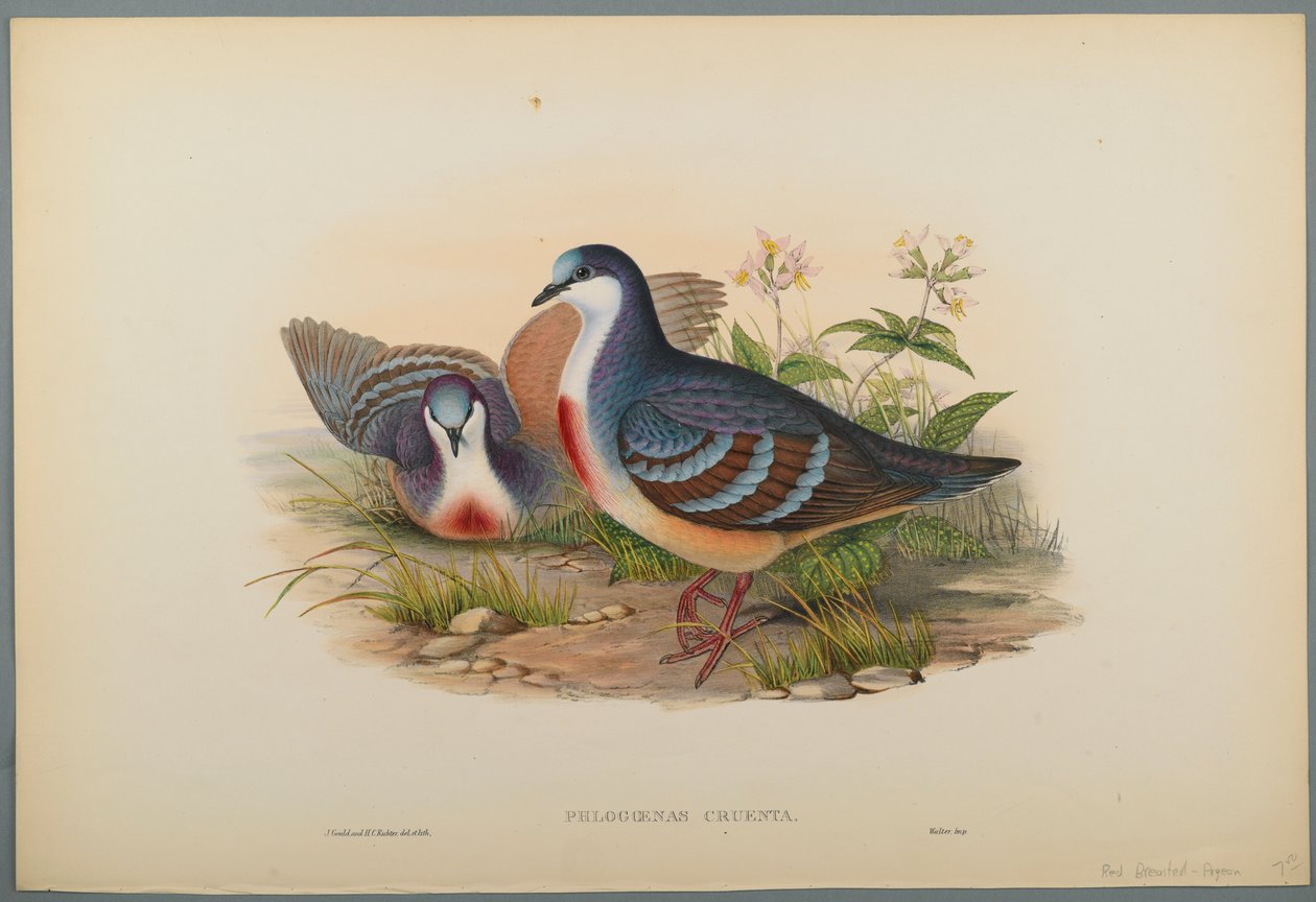 Philogoenas Cruenta (barevné litho na tkaném papíře) od John Gould