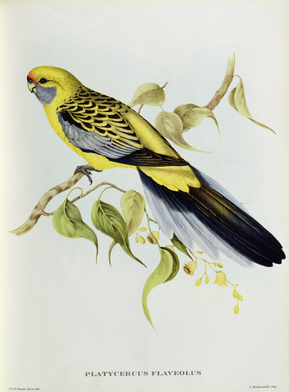 Platycercus Flaveolus od John Gould