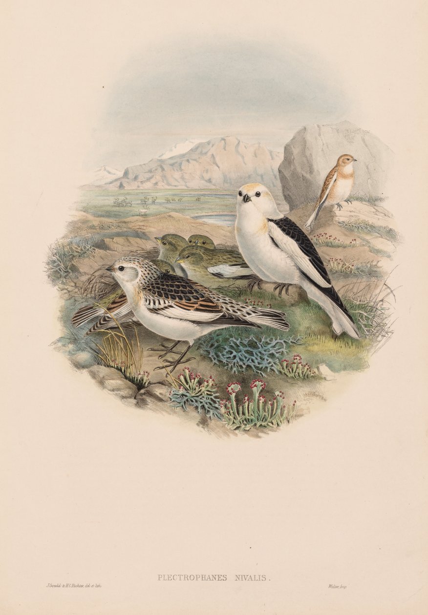 Plestrophanes Nivalis od John Gould