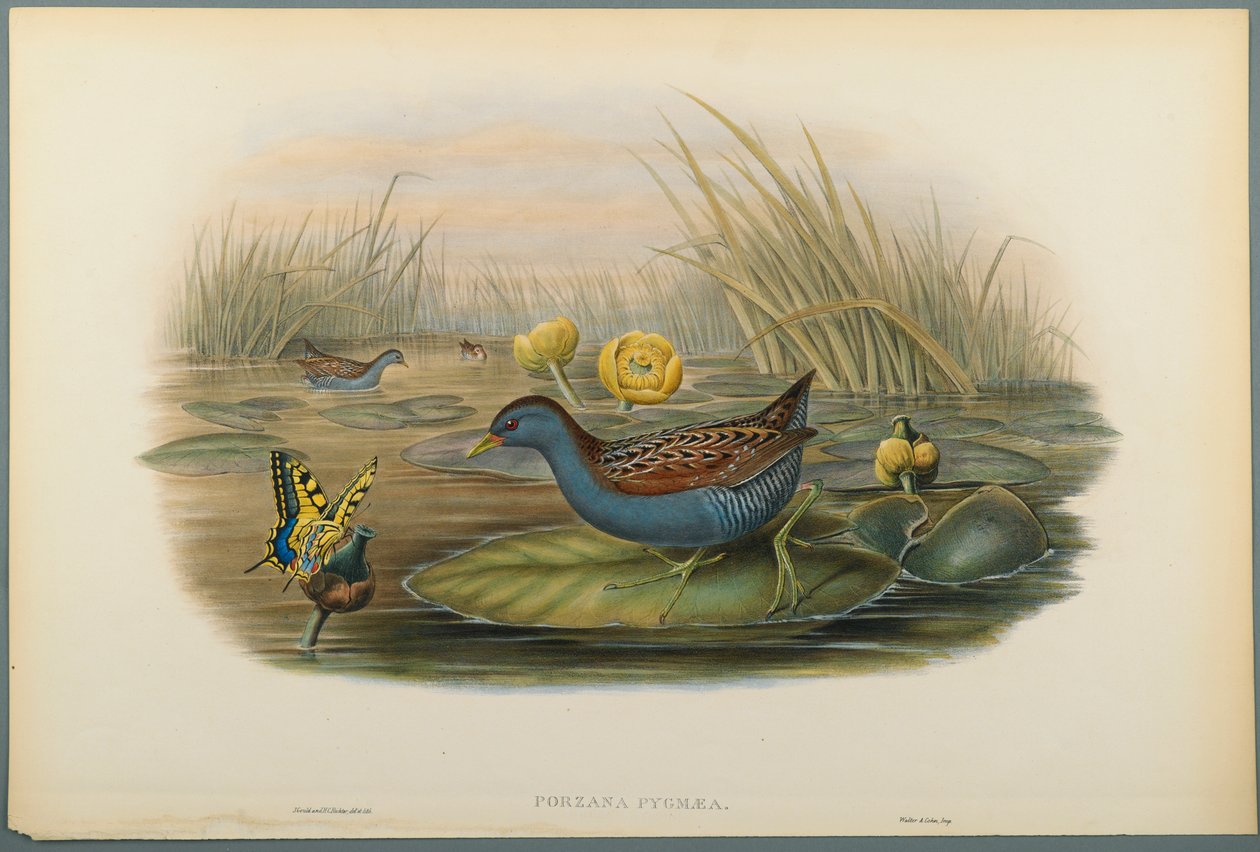 Porzana Pygmaea, Baillons Crane (barevné litho na tkaném papíře) od John Gould