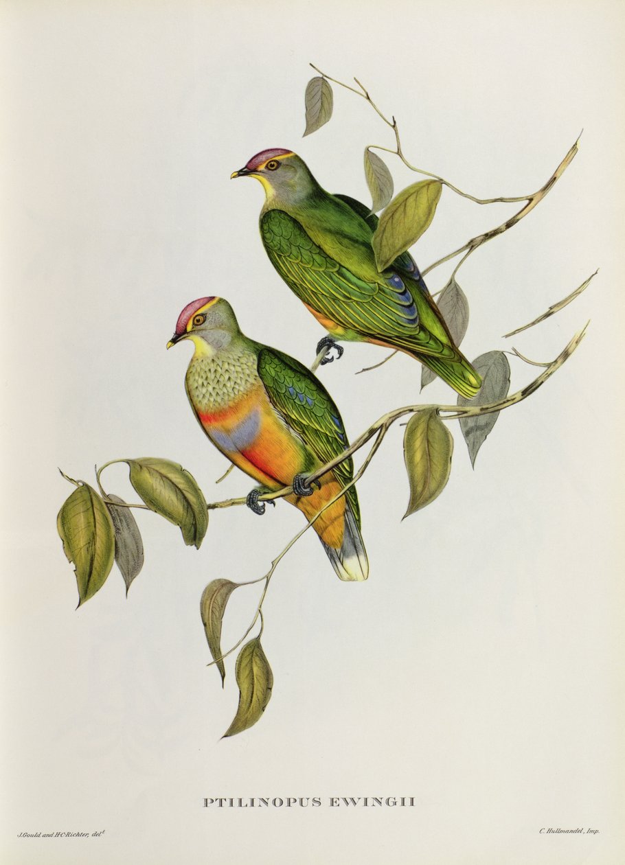 Ptilinopus Ewingii od John Gould