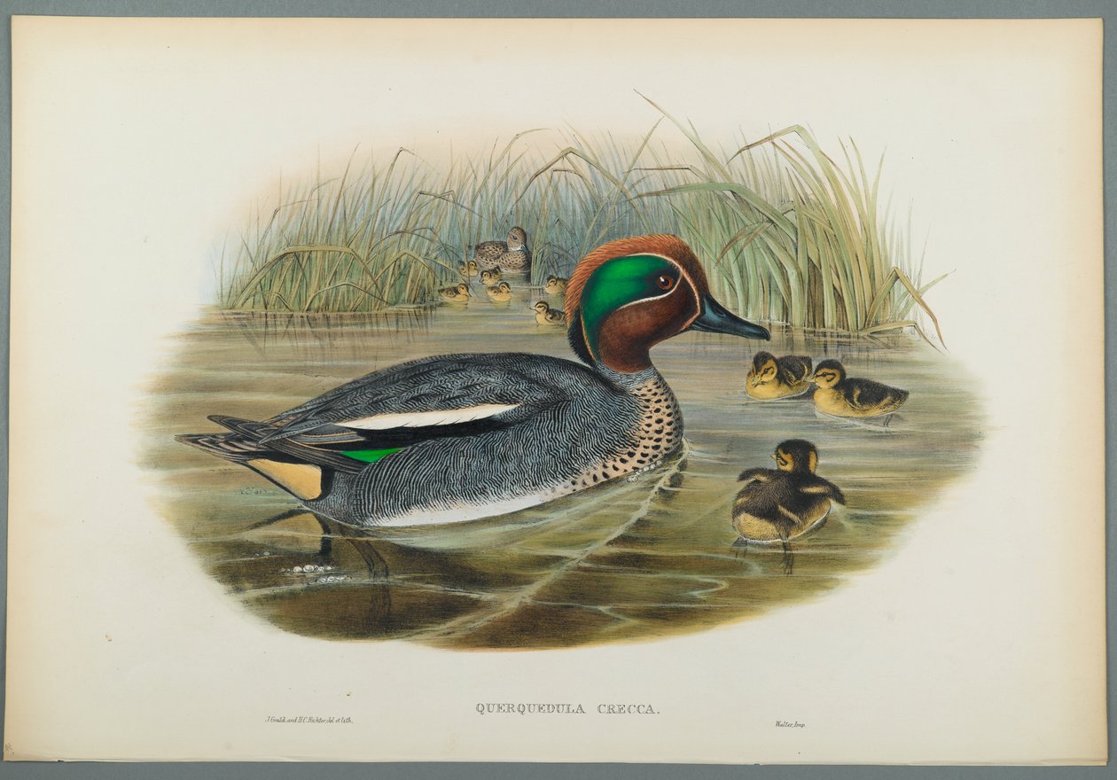 Querquedula Crecca: Teal (barva litho na tkaném papíře) od John Gould