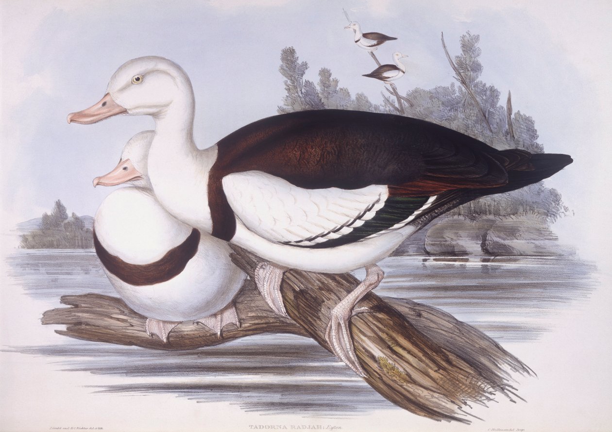 Radjah shelduck (Tadorna radjah), rytina John Gould od John Gould