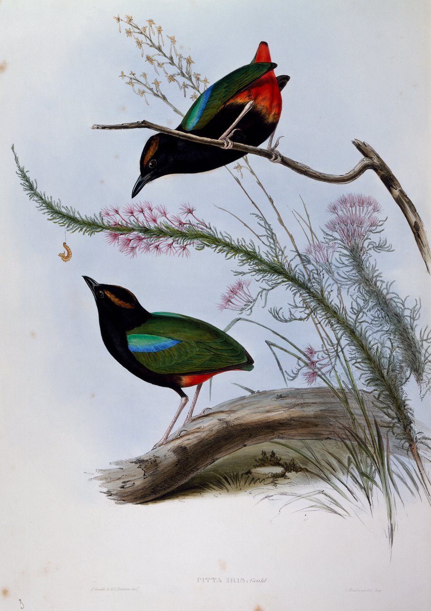 Rainbow Pitta (Pitta iris), rytina z Birds of Australia od John Gould