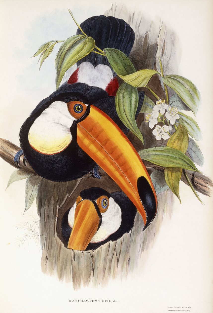 Ramphastos Toco od John Gould
