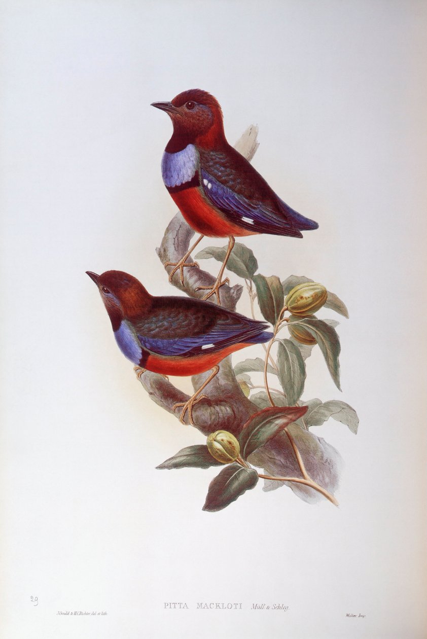 Pitta červenobřichá (Pitta erythrogaster), rytina John Gould od John Gould