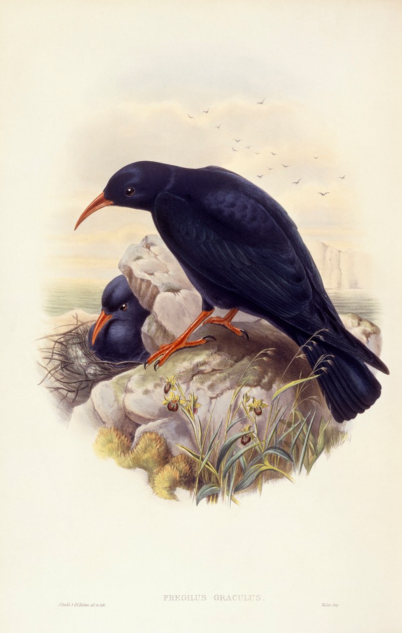 Káně rudokrká (Pyrrhocorax pyrrhocorax), rytina John Gould od John Gould