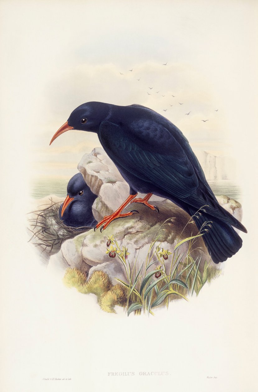Kavlík červenozobý (Pyrrhocorax pyrrhocorax), rytina John Gould od John Gould