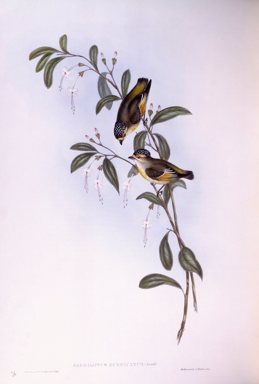 Pardalote červenoobočí (Pardalotus rubricatus), rytina John Gould od John Gould