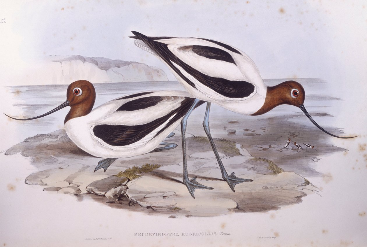 Avocet rudokrký (Recurvirostra novaehollandiae), rytina John Gould od John Gould
