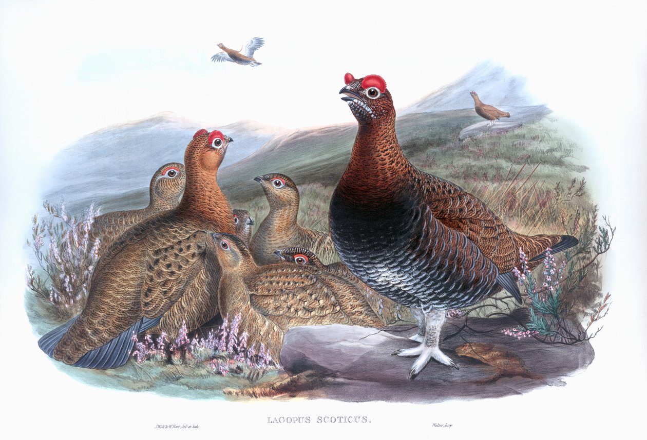Tetřev obecný Lagopus lagopus scotica od John Gould