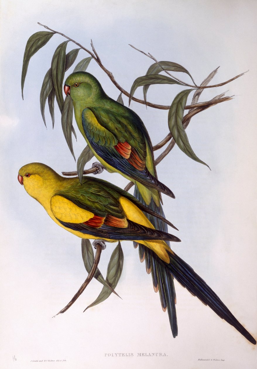 Regent papoušek (Polytelis anthopeplus), rytina John Gould od John Gould