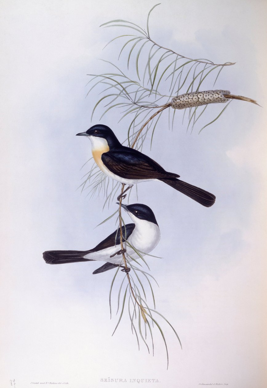 Moucha neklidná (Myiagra inquieta), rytina John Gould od John Gould