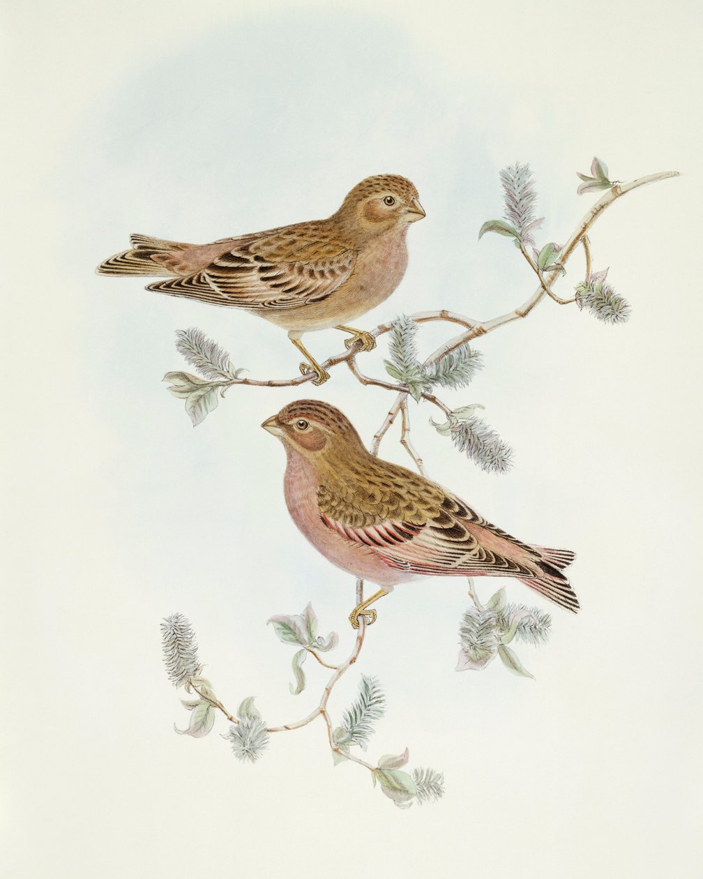 Rosy Finch (Erythrospiza incarnata), rytina John Gould od John Gould