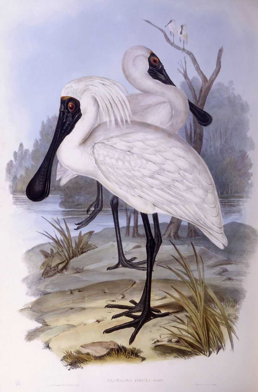 Lžíce královská (Platalea regia), rytina John Gould od John Gould