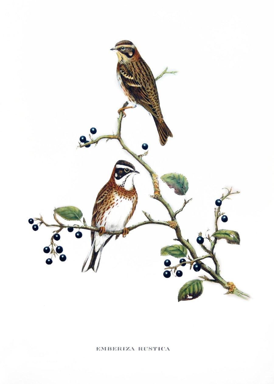 Zajíc polní, ptáci z Asie (Čína a Japonsko), rytina z knihy Johna Goulda (1804-1881) "Tropičtí ptáci" od John Gould