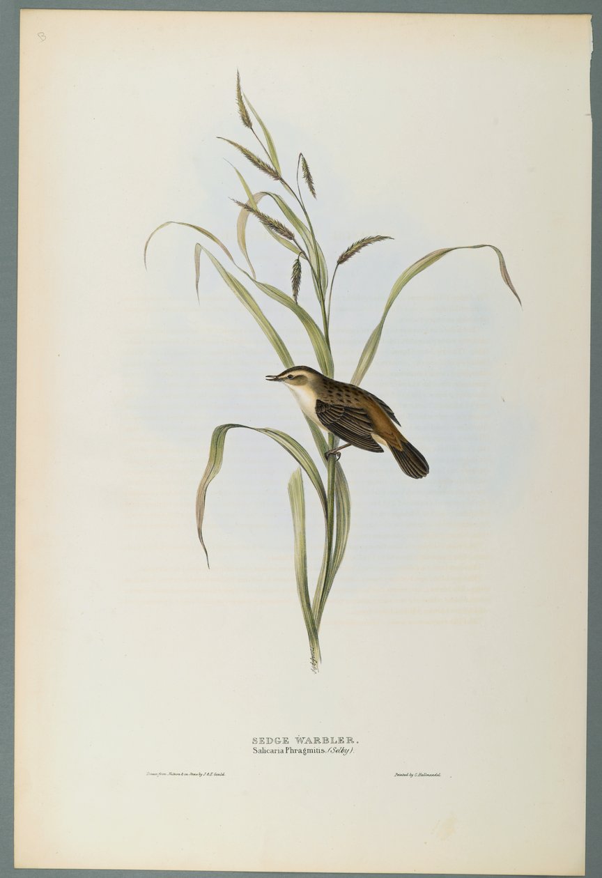 Salicaria Phragmatis: Ostřice (barevné lito na tkaném papíře) od John Gould