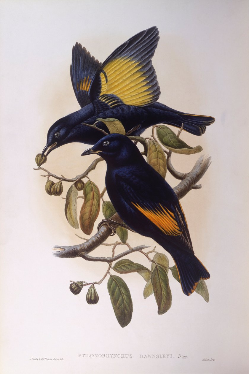 Saténový motýl (Ptilonorhynchus violaceus), rytina John Gould od John Gould