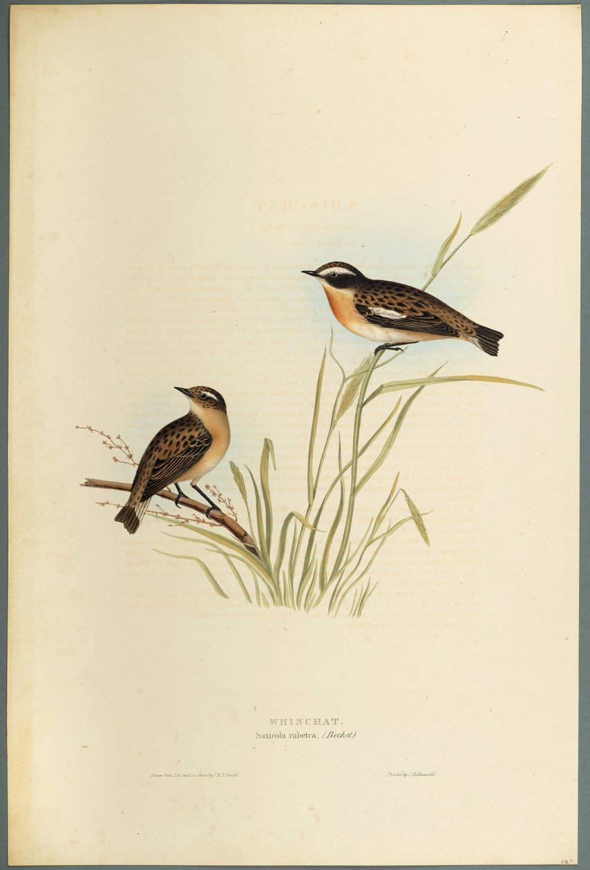 Saxicola Rubetra - Whinchat (barevné lito na tkaném papíře) od John Gould