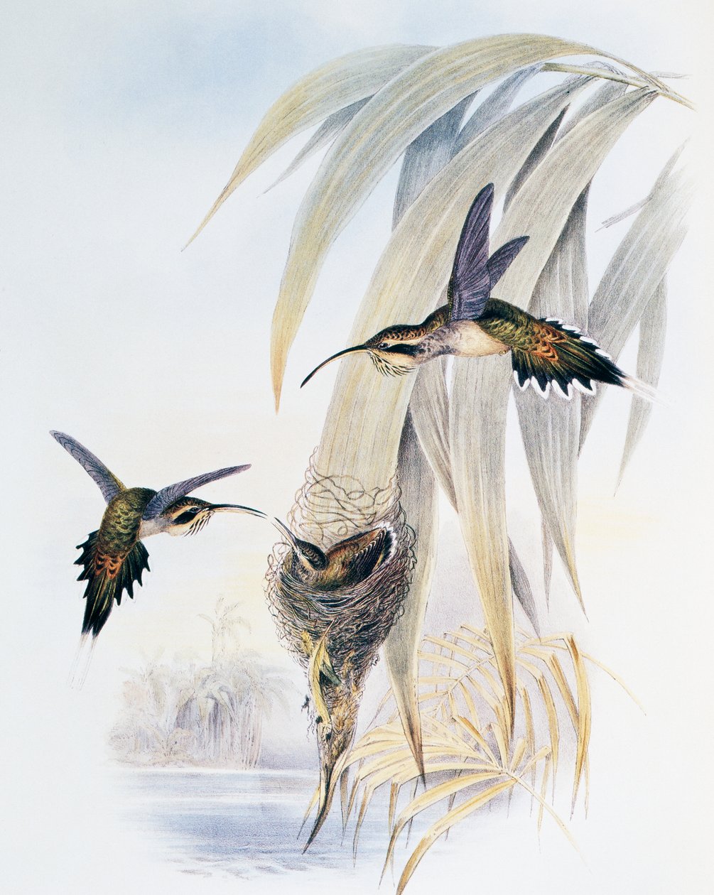 Poustevník šupinatý (Phaethornis eurynome), rytina z Monografie Trochilidae aneb kolibříci (1849-1861), John Gould (1804-1881), Spojené království od John Gould