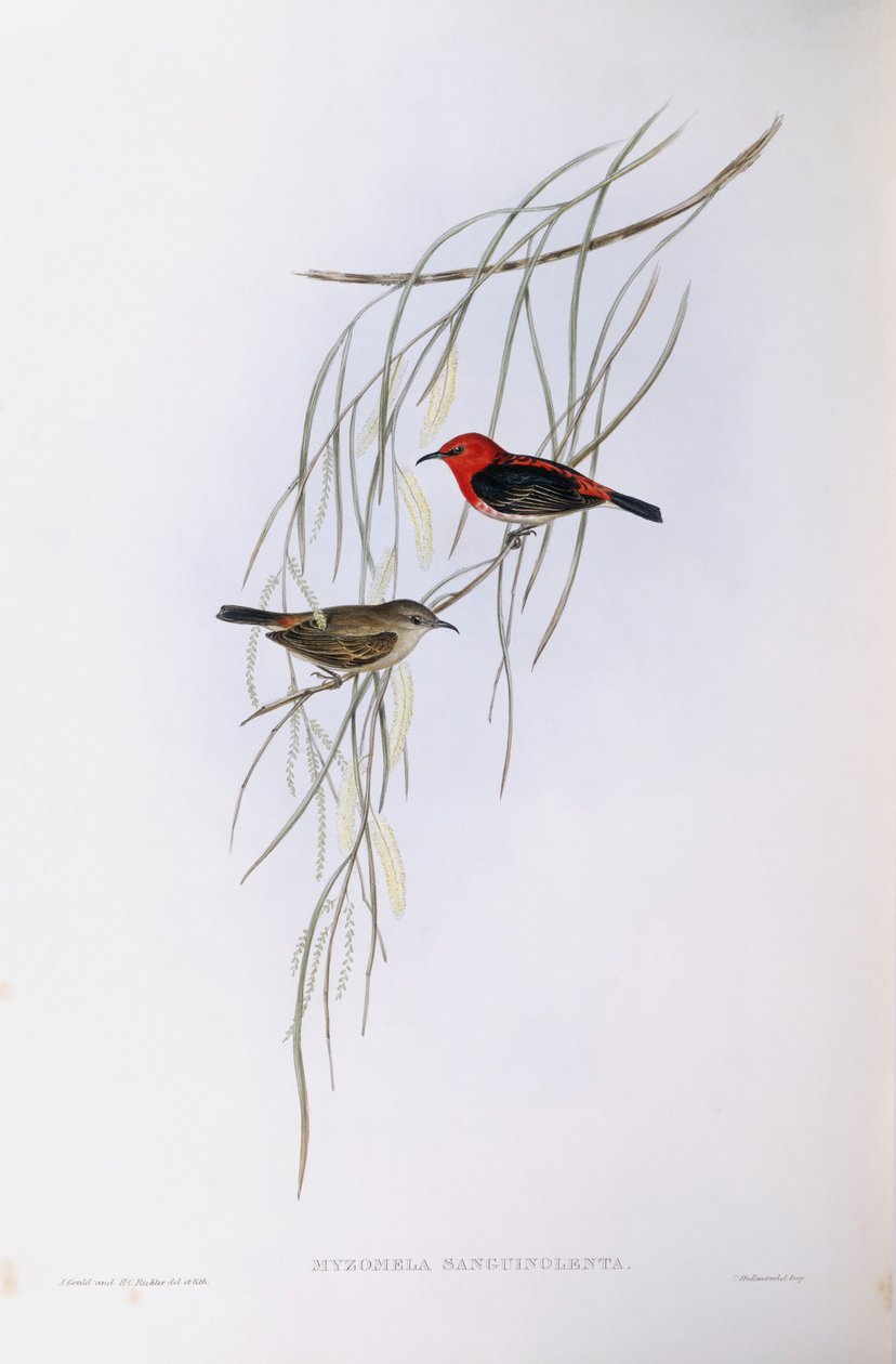 Myzomela šarlatová (Myzomela sanguinolenta), rytina John Gould od John Gould