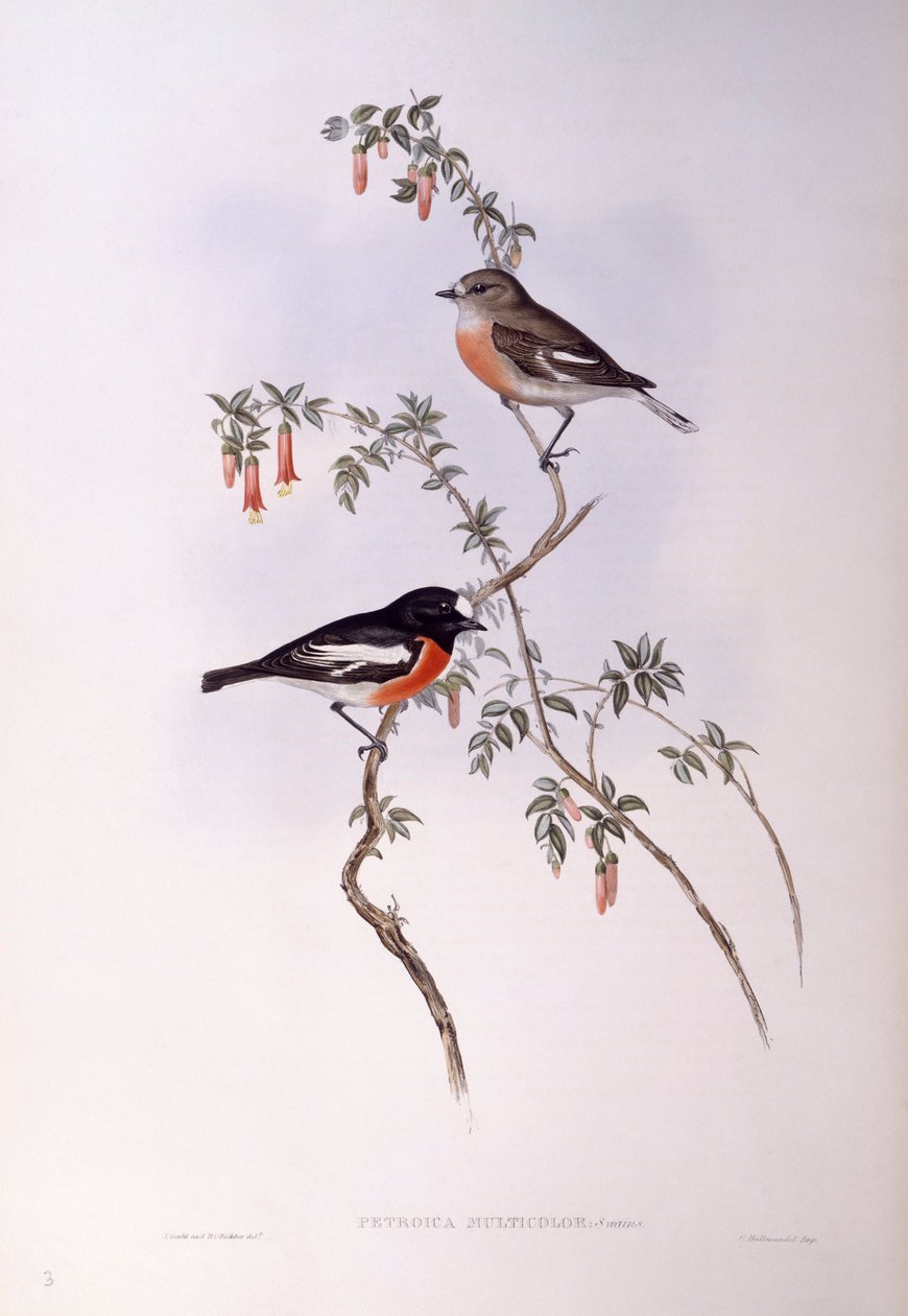 Scarlet Robin (Petroica multicolour), rytina John Gould od John Gould