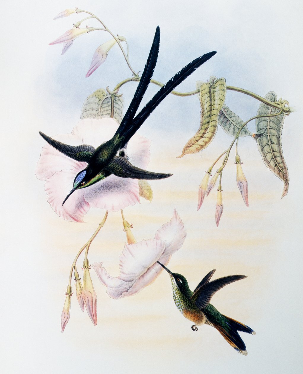 Kolibřík nůžkový (Hylonympha macrocerca), rytina z Monografie Trochilidae nebo kolibříků (1849-1861), John Gould (1804-1881), Spojené království od John Gould