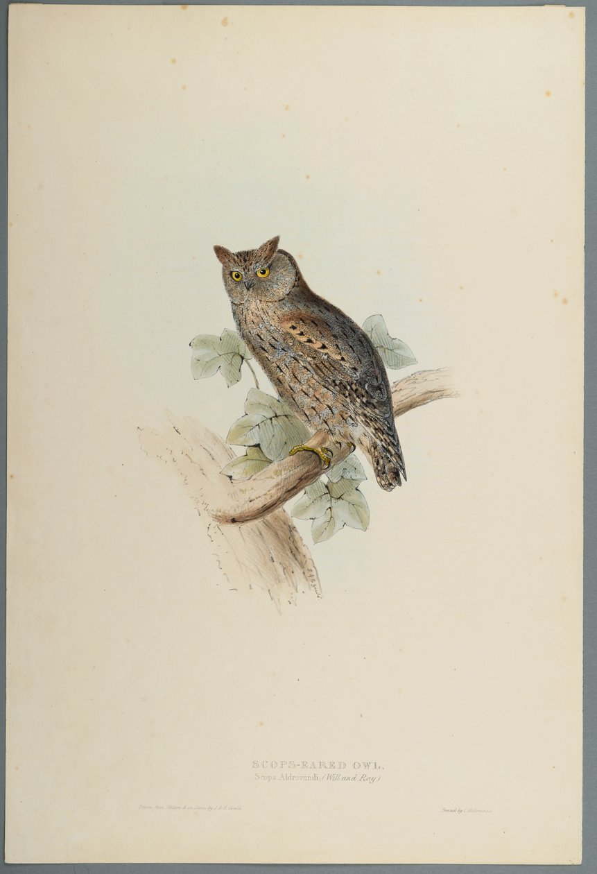 Scops Aldrovandi - Scops Eared Owl (barevné lito na tkaném papíře) od John Gould