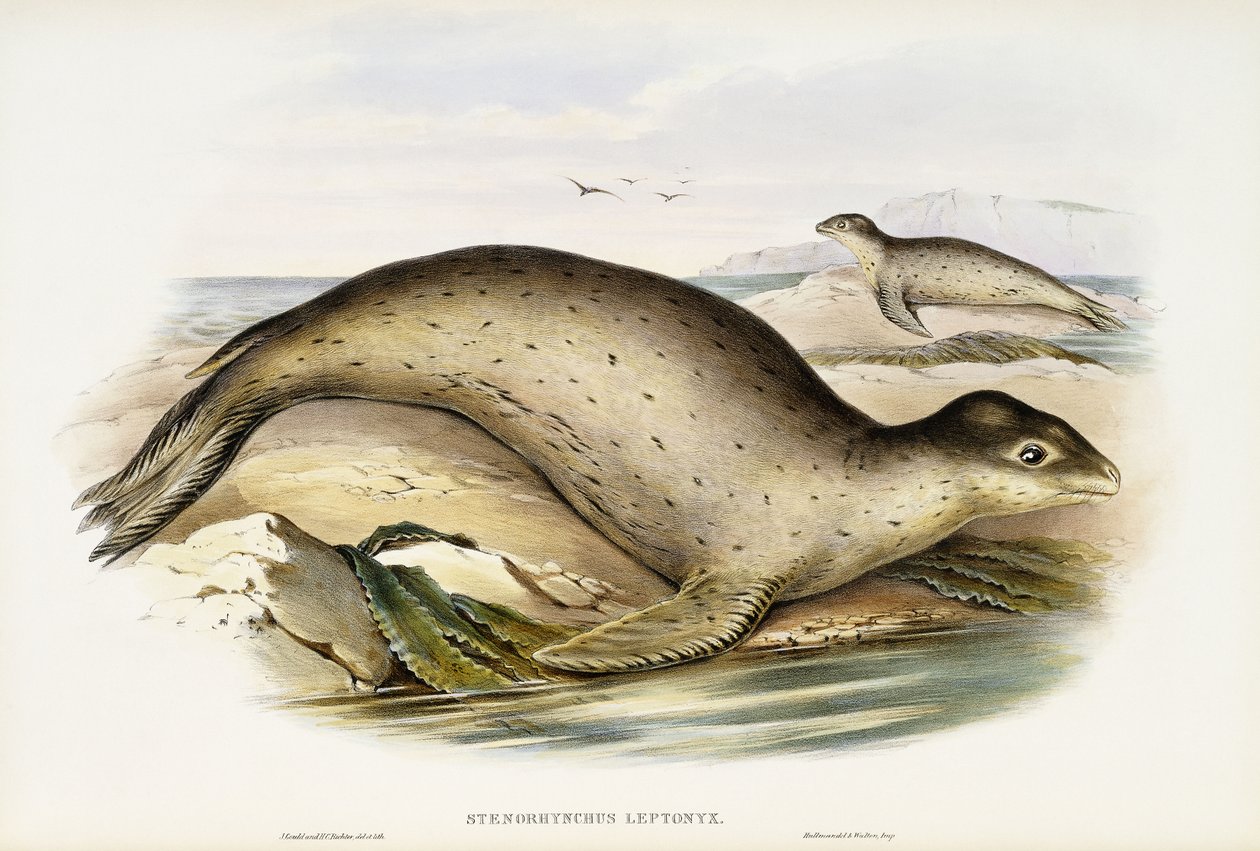 Mořský leopard od John Gould