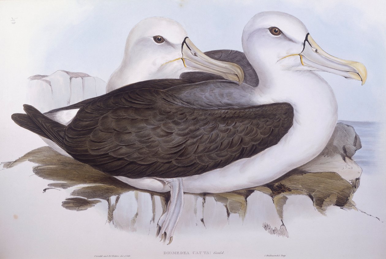 Plachý albatros (Diomedea o Thalassarche cauta), rytina John Gould od John Gould