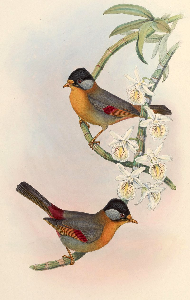 Mesia stříbřitá (Leiothrix stříbřitá) Leiothrix argentauris (Hodgson) od John Gould