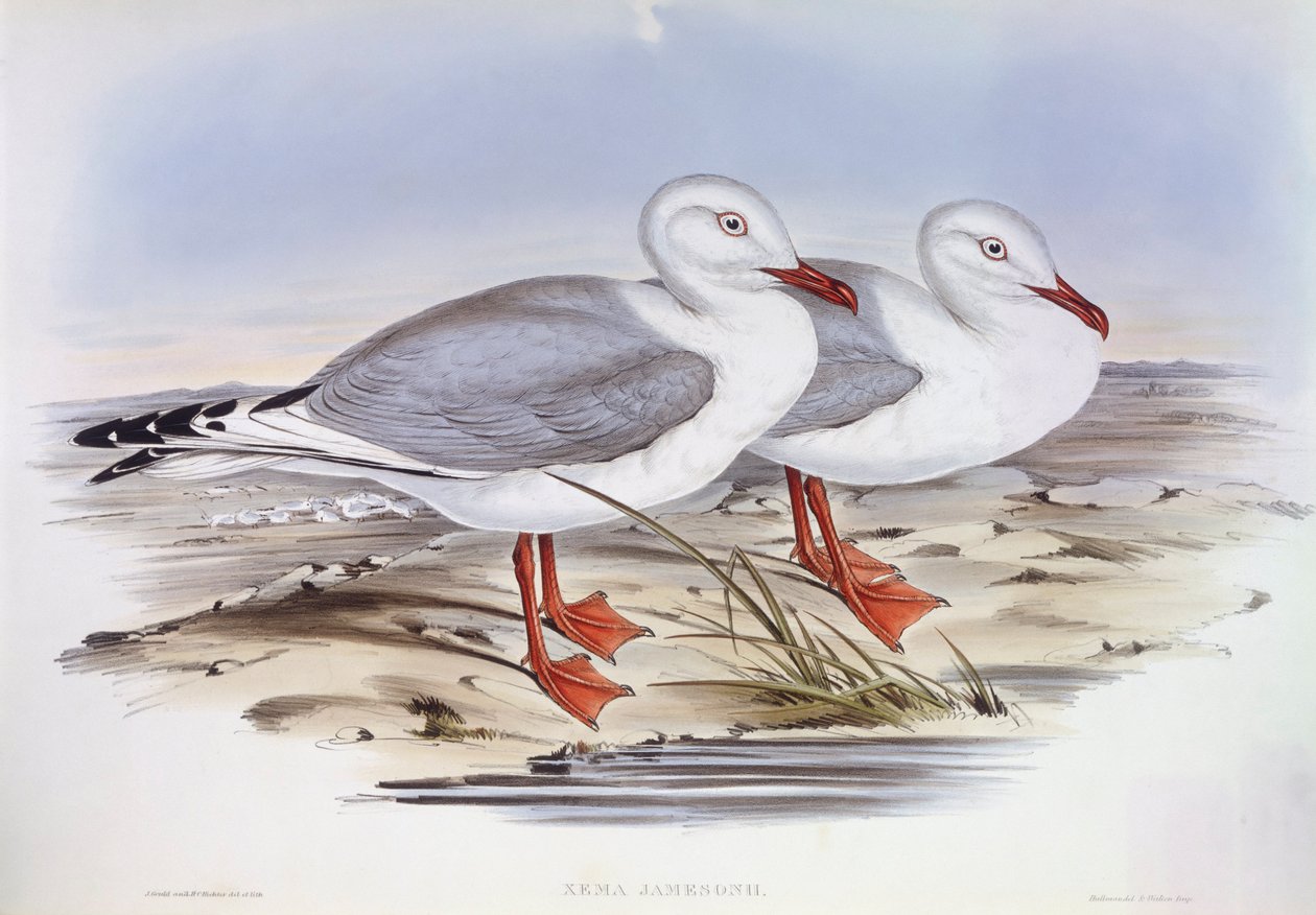 Racek stříbrný (Larus novaehollandiae), rytina John Gould od John Gould