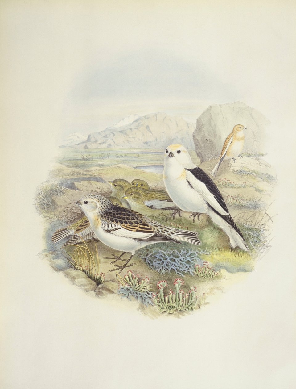 Strnad sněžný (Plectrophenax nivalis), ilustrace od John Gould