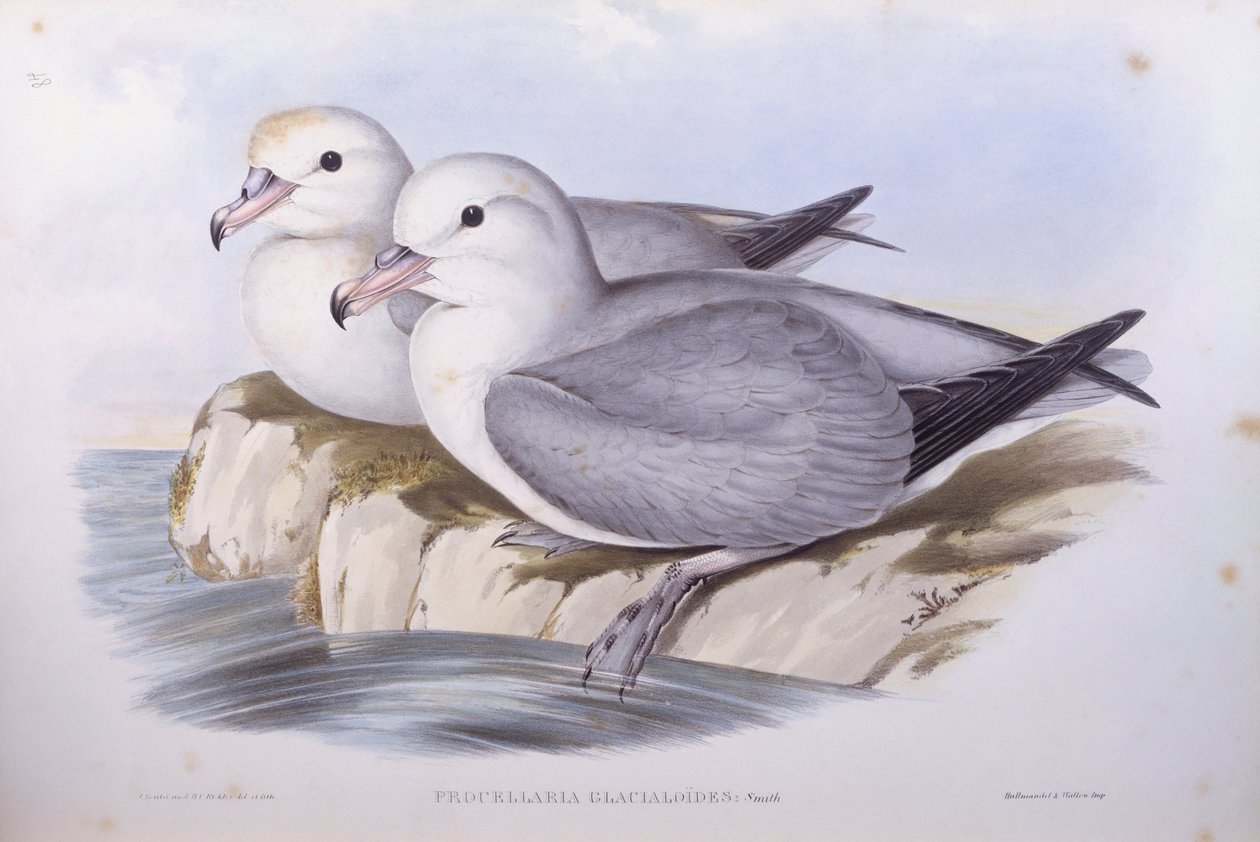 Fulmar jižní (Fulmarus glacialoides), rytina John Gould od John Gould