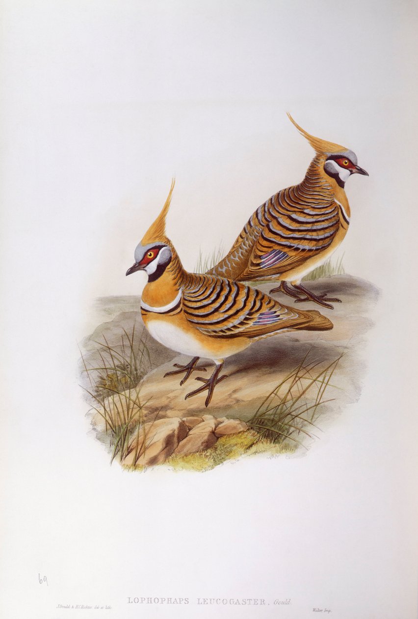 Holub Spinifex (Lophophaps nebo Geophaps plumifera leucogaster), rytina John Gould od John Gould