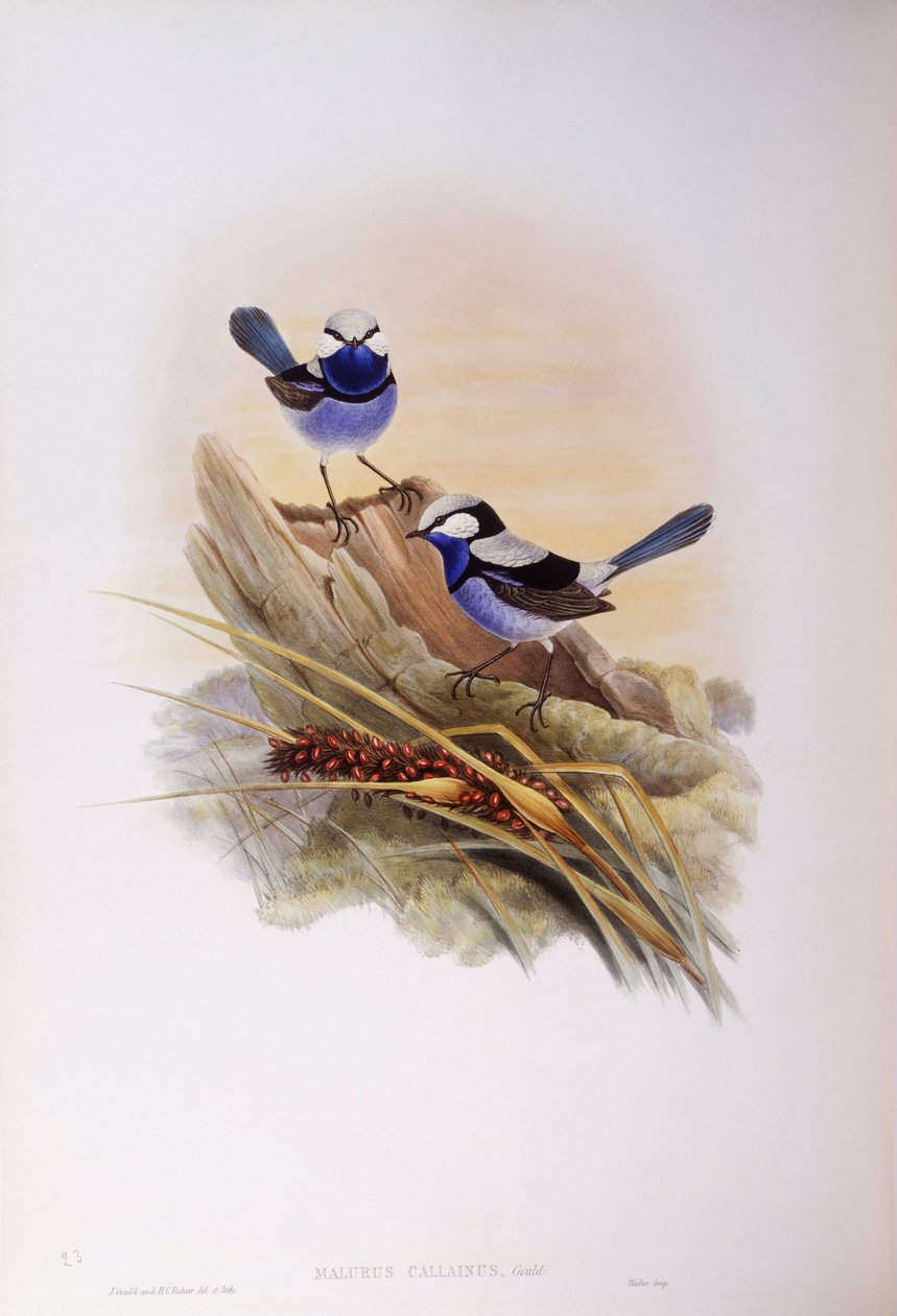Splendid fairywren (Malurus splendens), rytina John Gould od John Gould