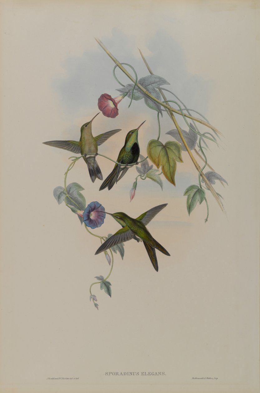 Sporadinus Elegans: Domingo Humming Bird od John Gould