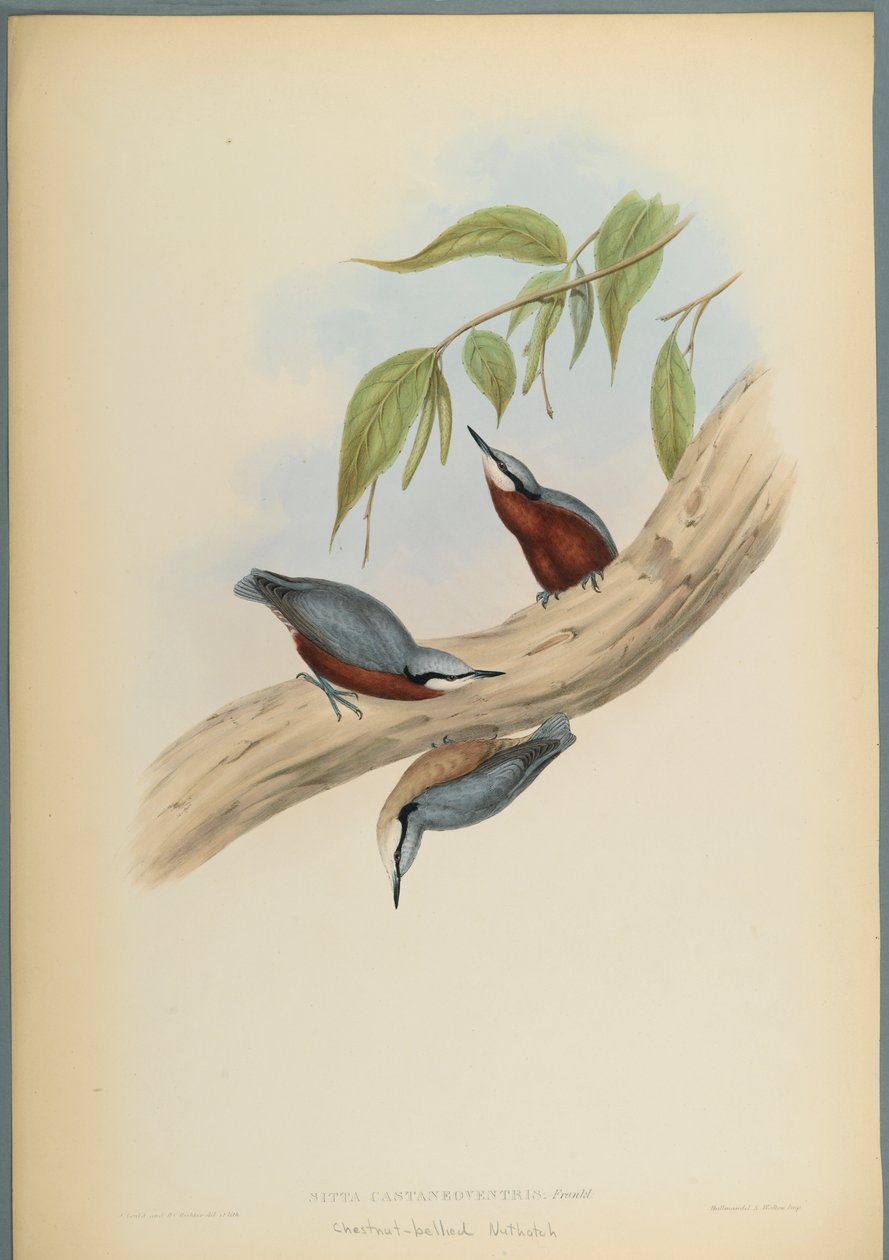 Stila Castaneoventris, brhlík kaštanový (barevné lito na tkaném papíře) od John Gould