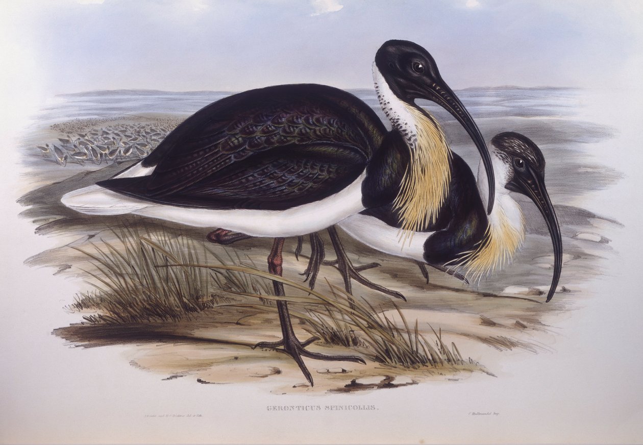 Ibis slaměný (Threskiornis spinicollis), rytina John Gould od John Gould