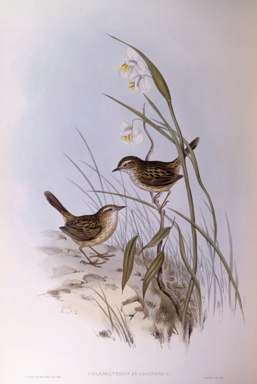 Kalamant pruhovaný (Calamanthus fuliginosus), rytina John Gould od John Gould