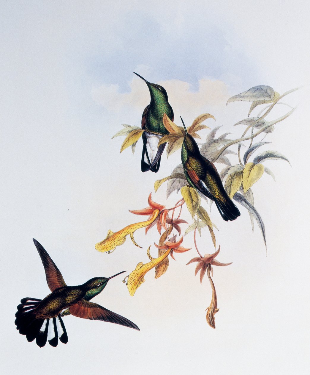 Kolibřík pruhovaný (Eupherusa eximia), rytina z Monografie Trochilidae nebo kolibříků (1849-1861), John Gould (1804-1881), Spojené království od John Gould