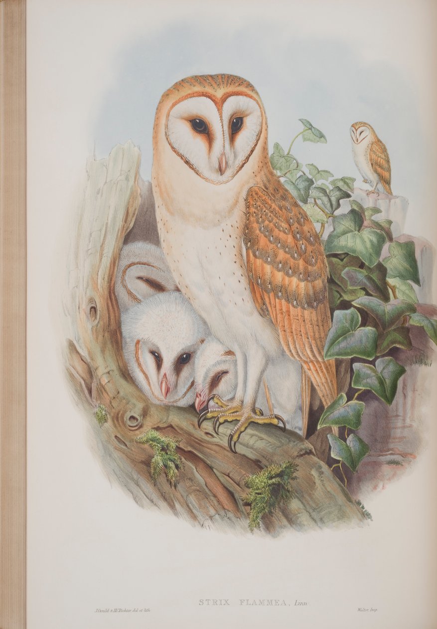Strix Flammea, deska z The Birds of Great Britain od Johna Goulda, vydaná 1862-73 (ručně kolorované lito) od John Gould