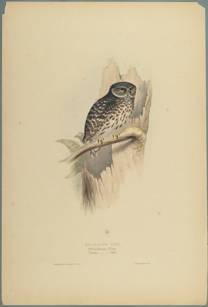 Strix Pafsernia - Noctua (barevné lito na tkaném papíře) od John Gould