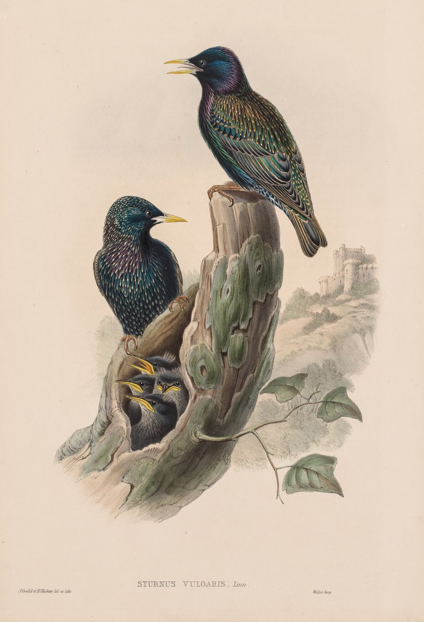 Sturnur Vulgaris od John Gould